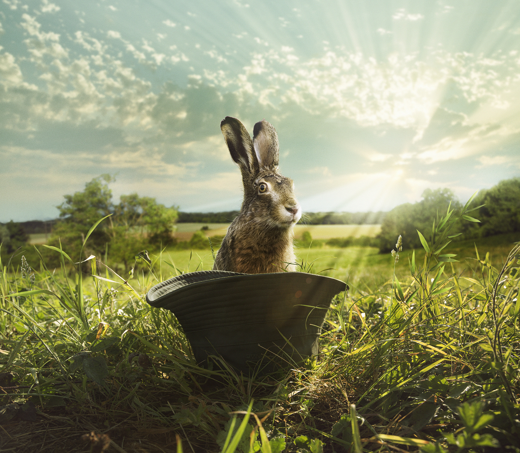 D4-lapin.jpg