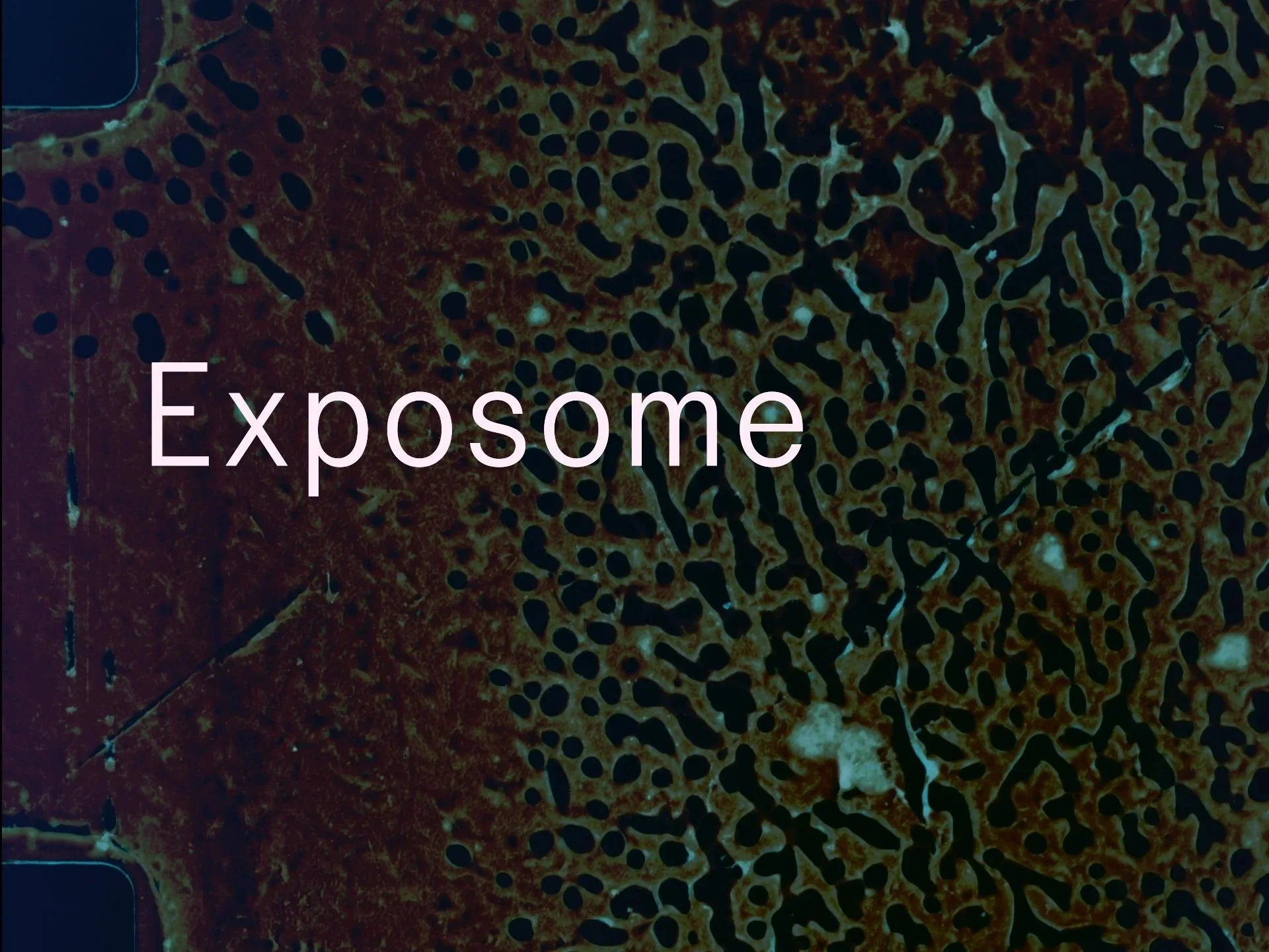 Exposome_1.1.1.jpg