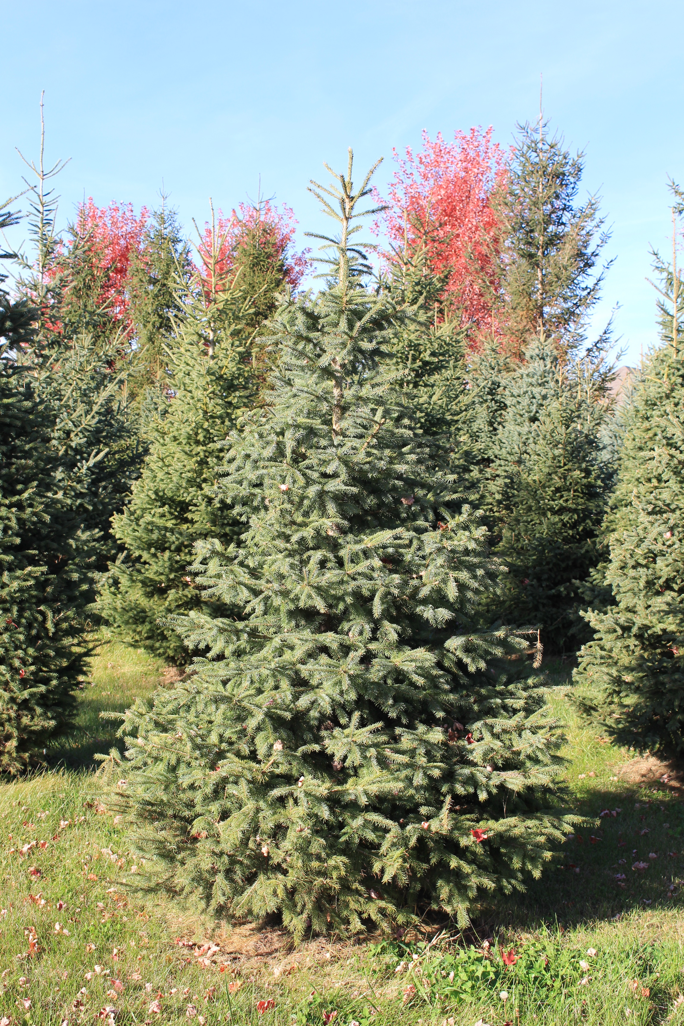 Spruce Tree Minnesota
