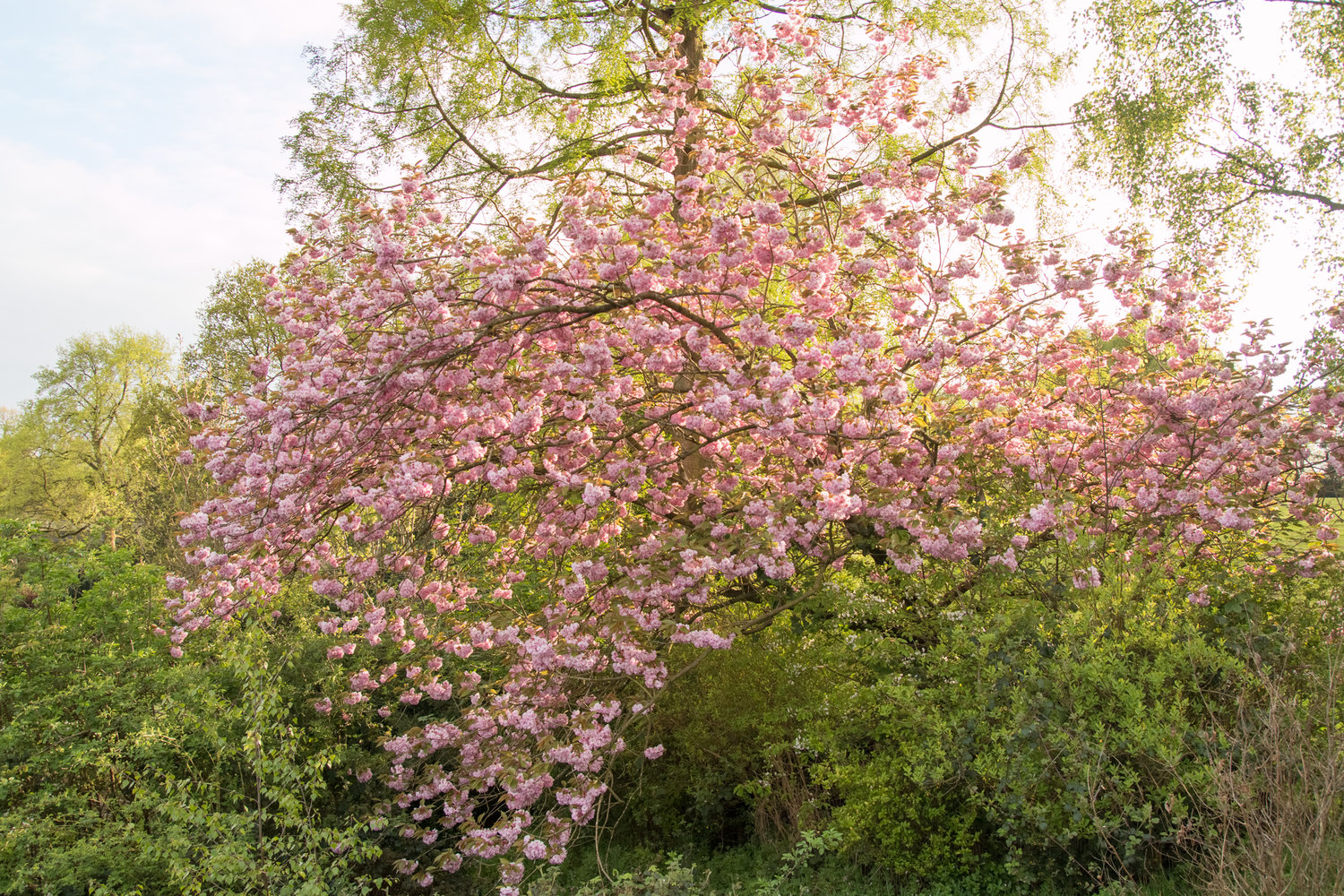 Spring Photoshoots, Crewe, Nantwich, Cheshire - Photos by Ben