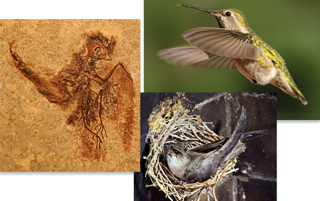 sn-fossilbird.jpg