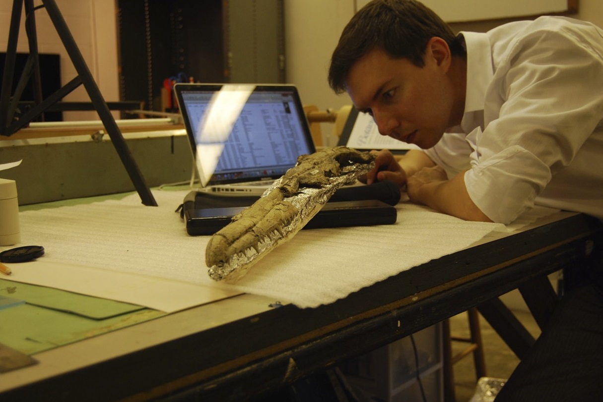Studying the skull of Pelagornis sandersi at the Charleston Museum