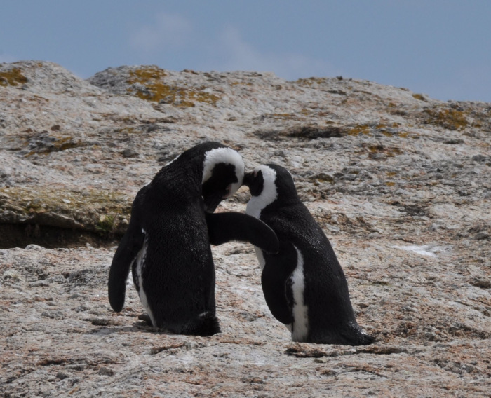 Modern Black-footed Penguins at Boulders Beach