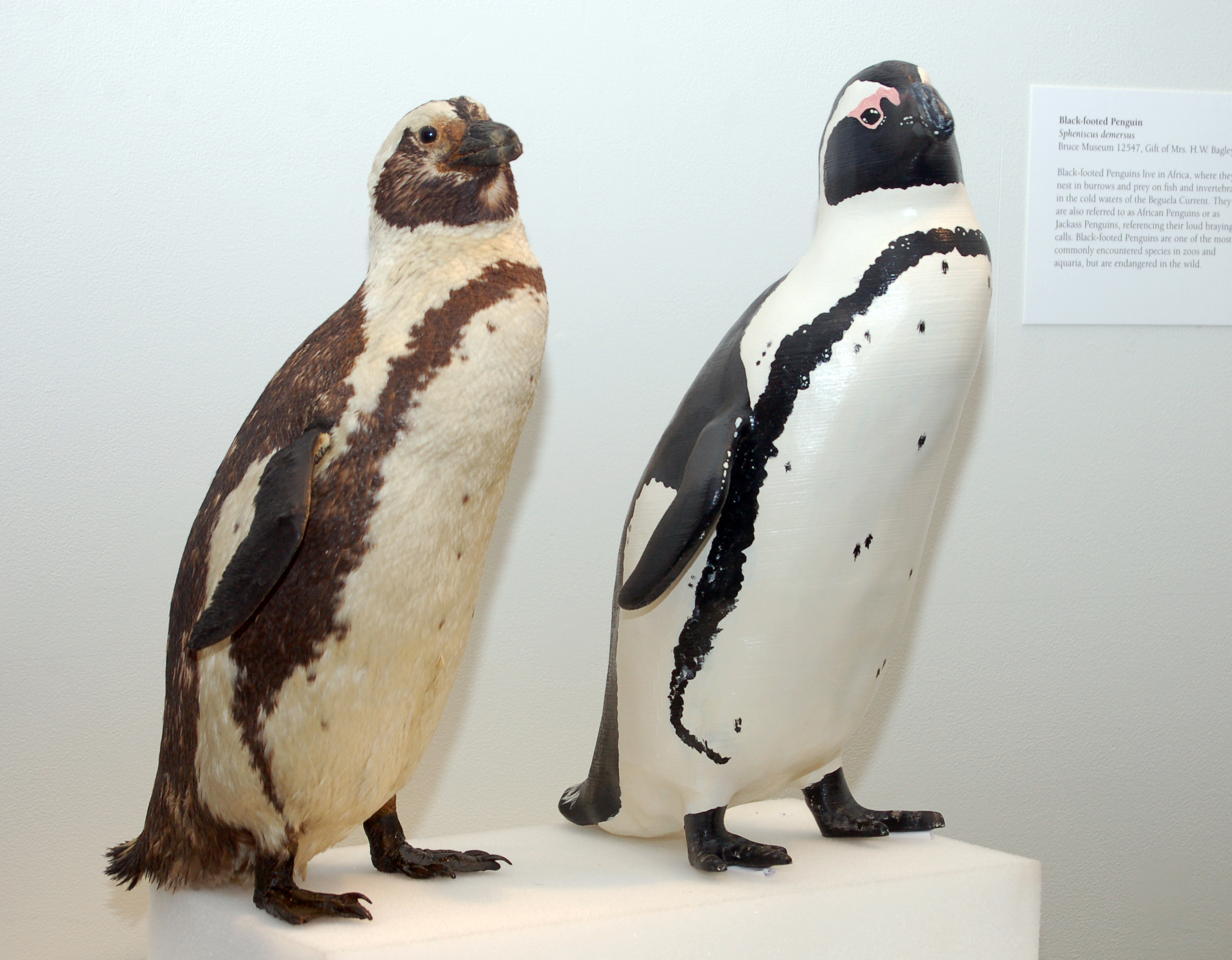 3d-penguin-2a.jpg