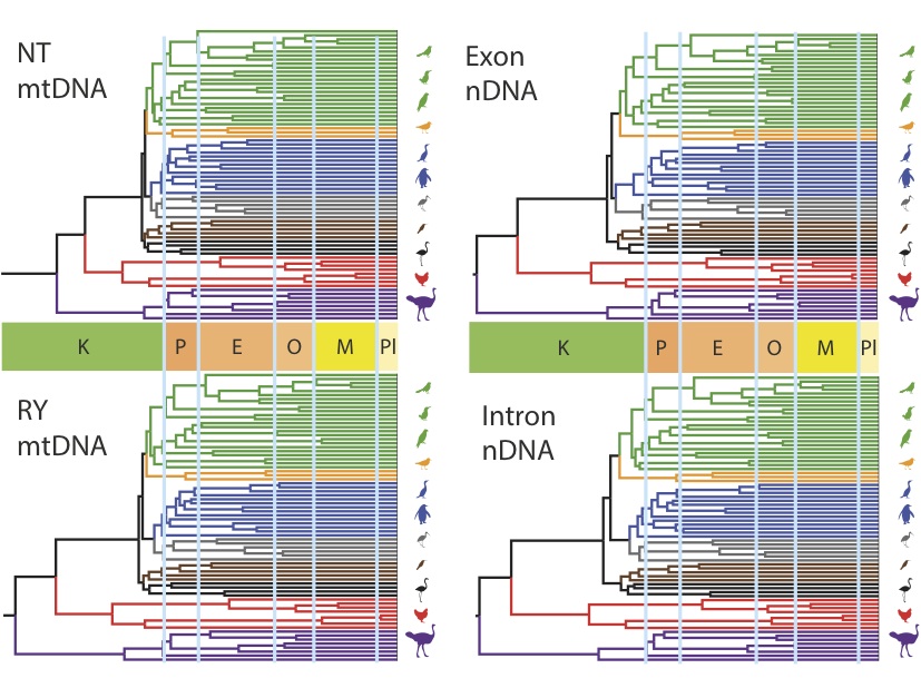 Avian timetrees from Ksepka and Phillips (2015)