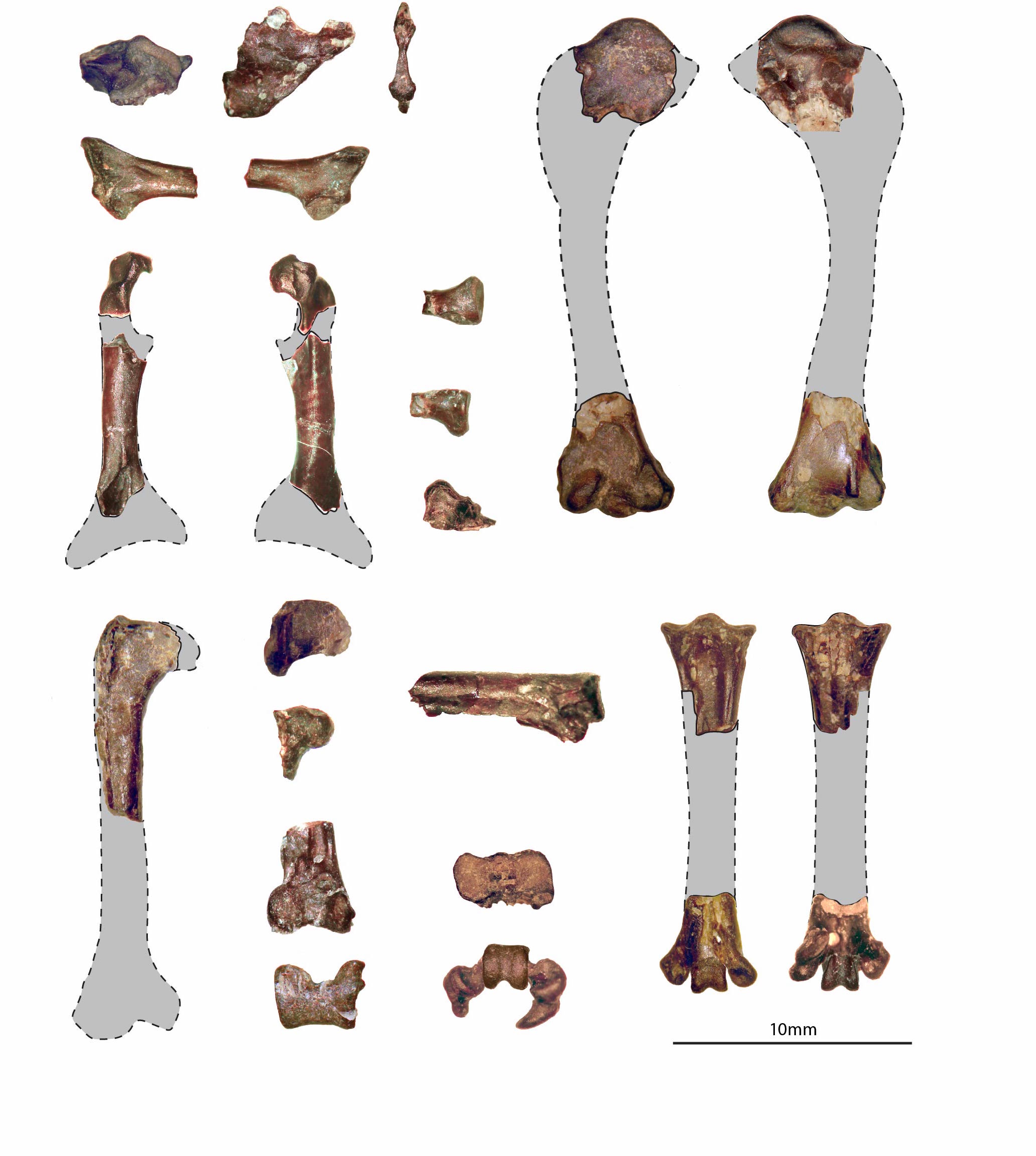 Fossil Bones.jpg