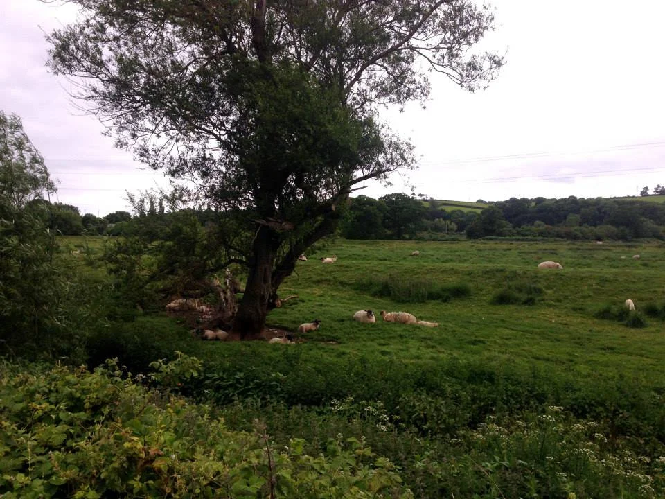exetersheep.jpg