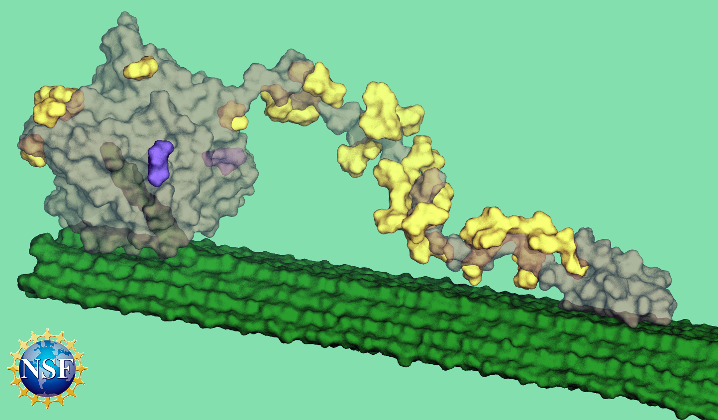 Glycoside hydrolase processivity