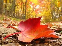 autumn.jpg
