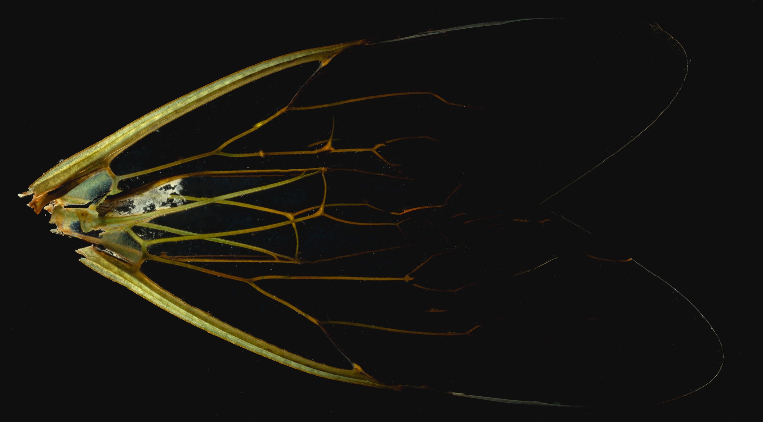 Morning Cicada- Delaware 2021: Dialectic Color