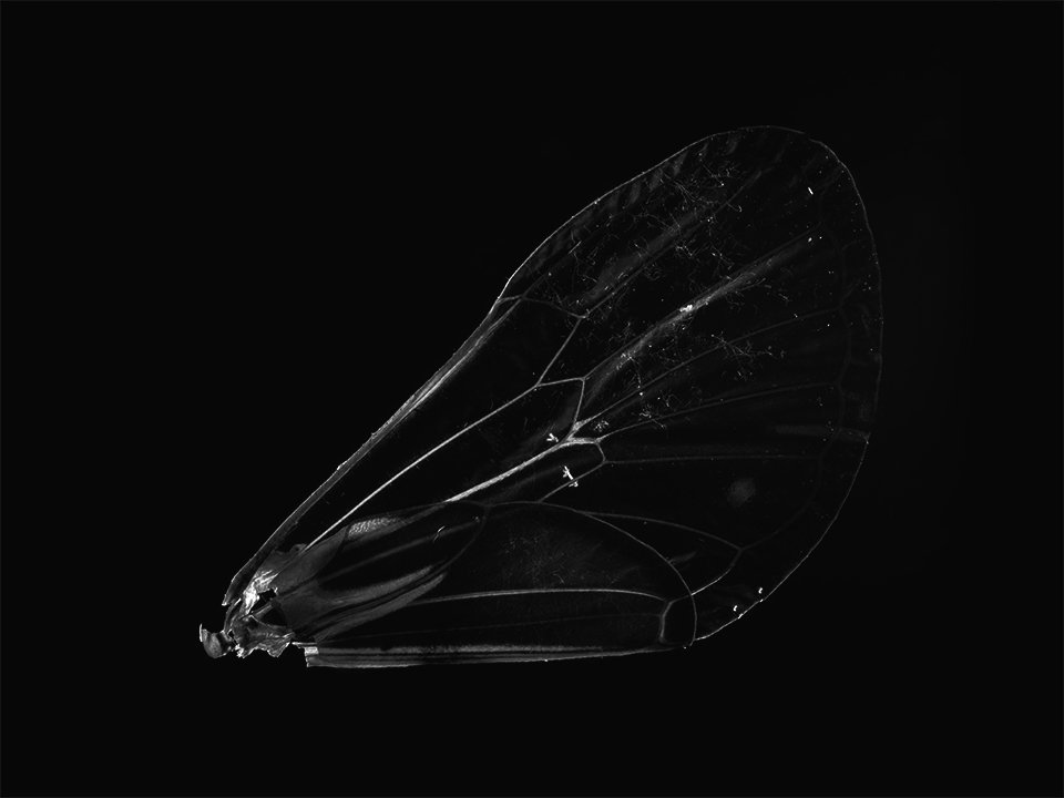 Brood XIV- Pharaoh Cicada Forewings, Nassau County New York 2025: Dialectic Black and White