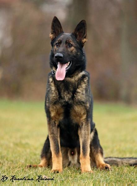 Che Guevara European K9 training base.jpg
