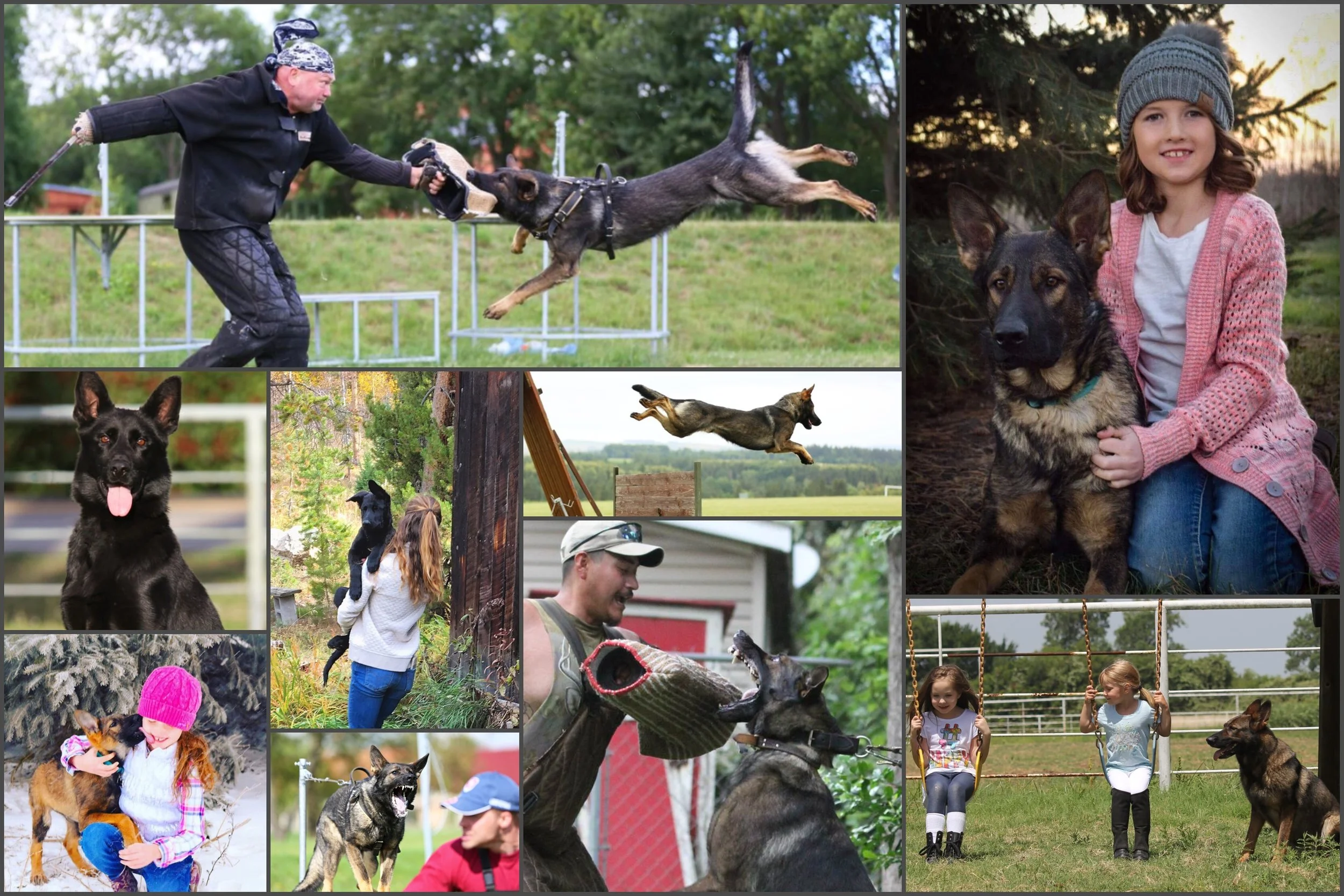 shepherdcollage1.jpg