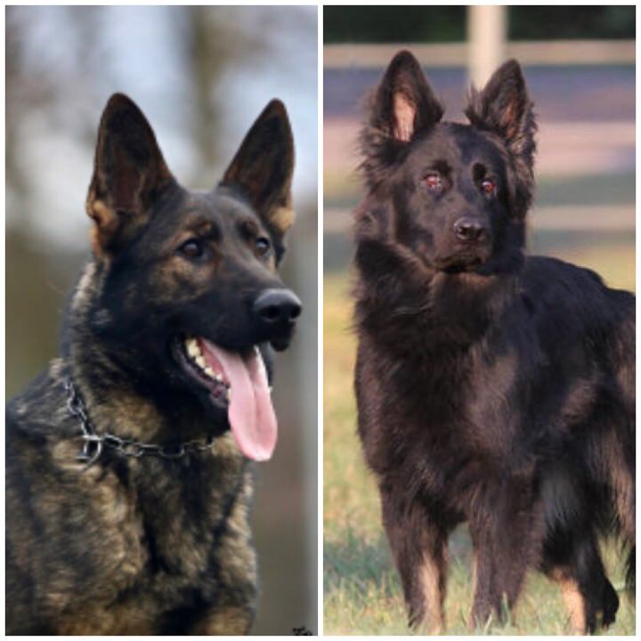 Akc German Shepherd Puppies For Sale Debut Shepherds