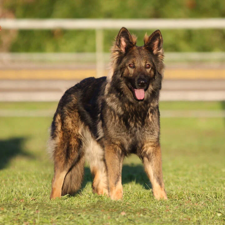 czech long haired german shepherd