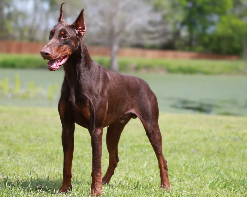 Doberman Pinscher Very Protective Dogs Monaco IGP3 Doberman