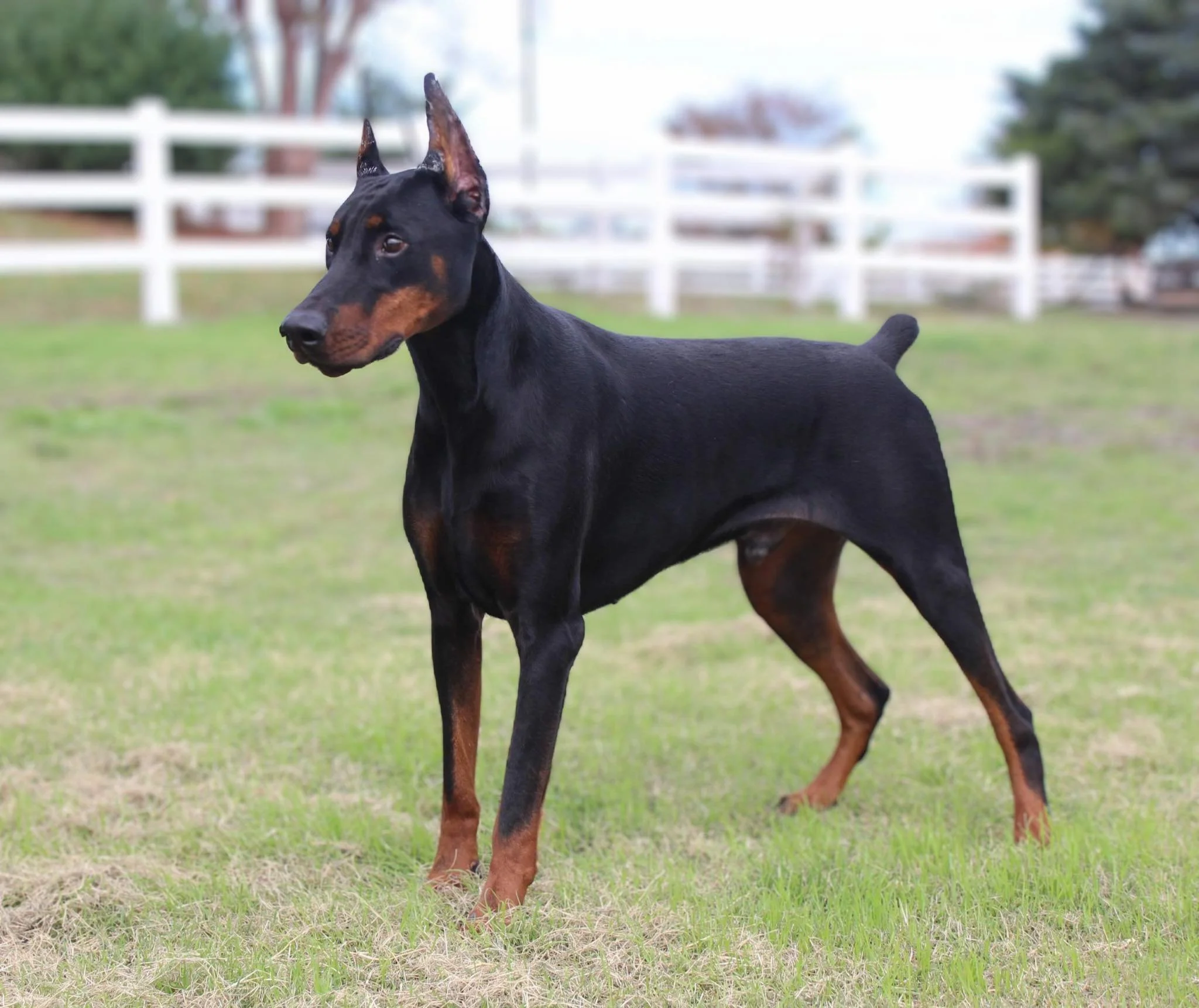 Zeus - Doberman Protection Dog - $32,900 - VIDEO