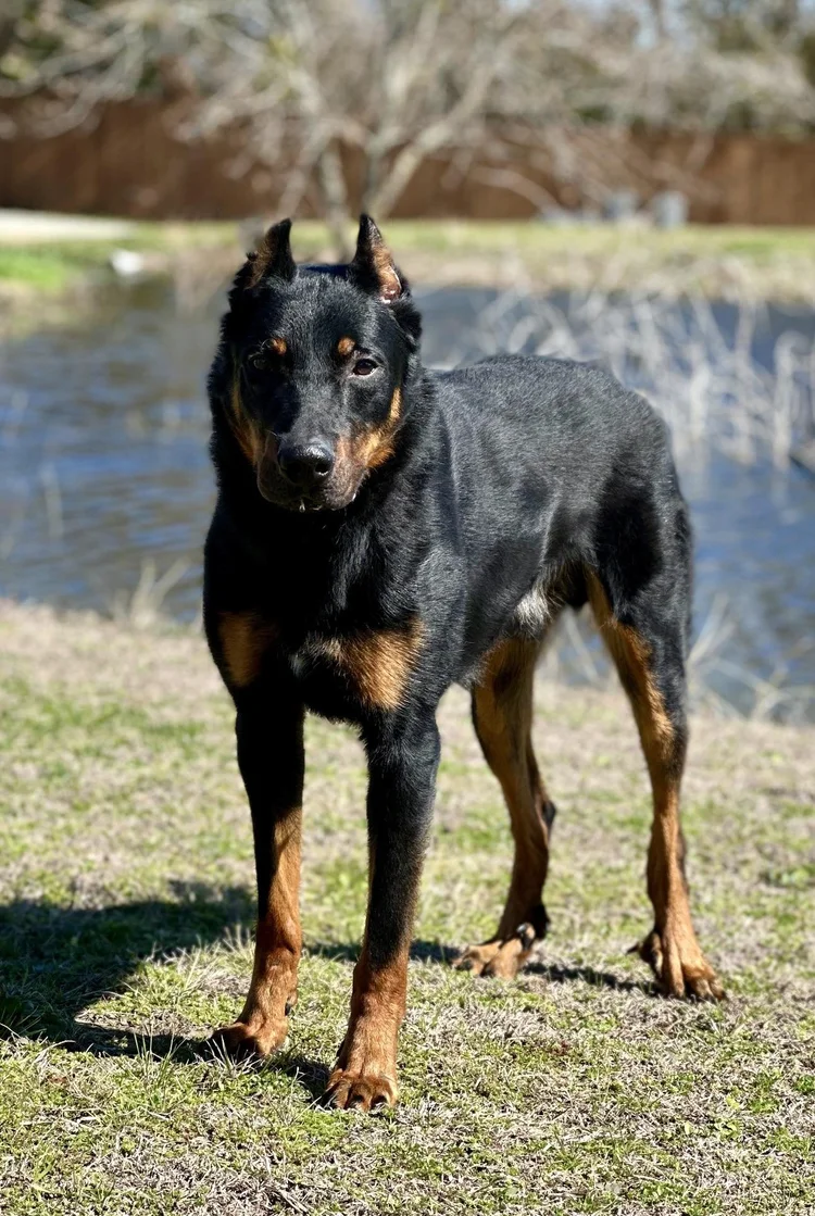 Merle Beauceron Similar Breeds Guard Dog Beauceron Characteristics