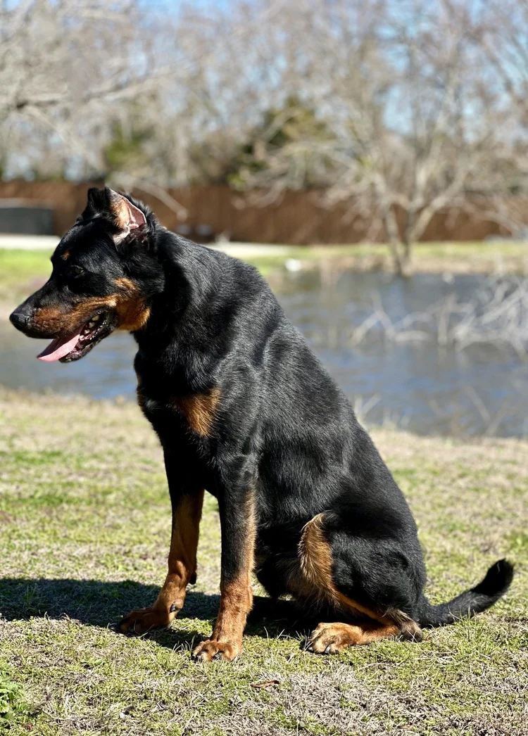Beauceron Dog Beauceron Beagle Mix Beauceron Dog Breed (Breed