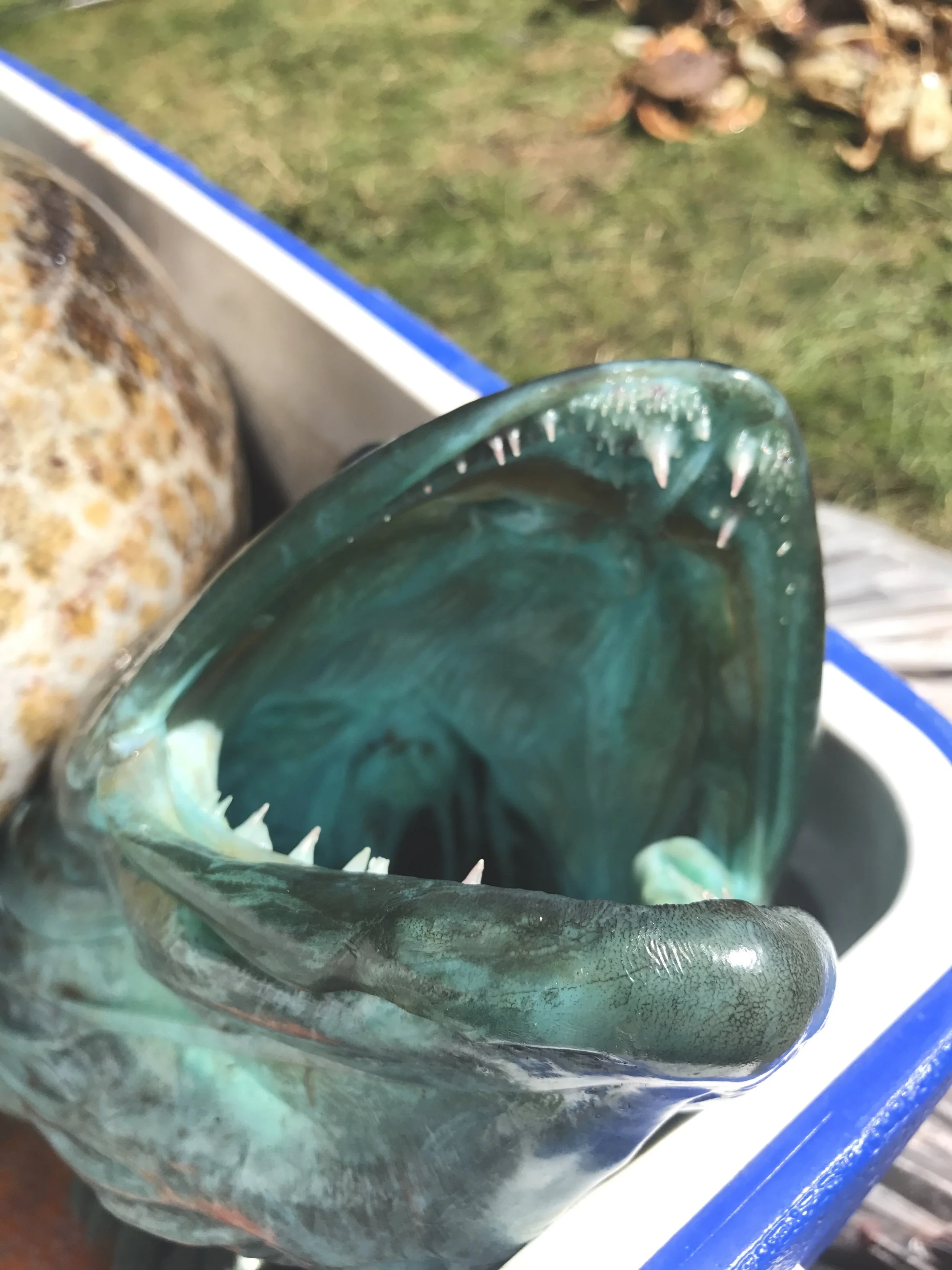 FullSizeRender.jpg