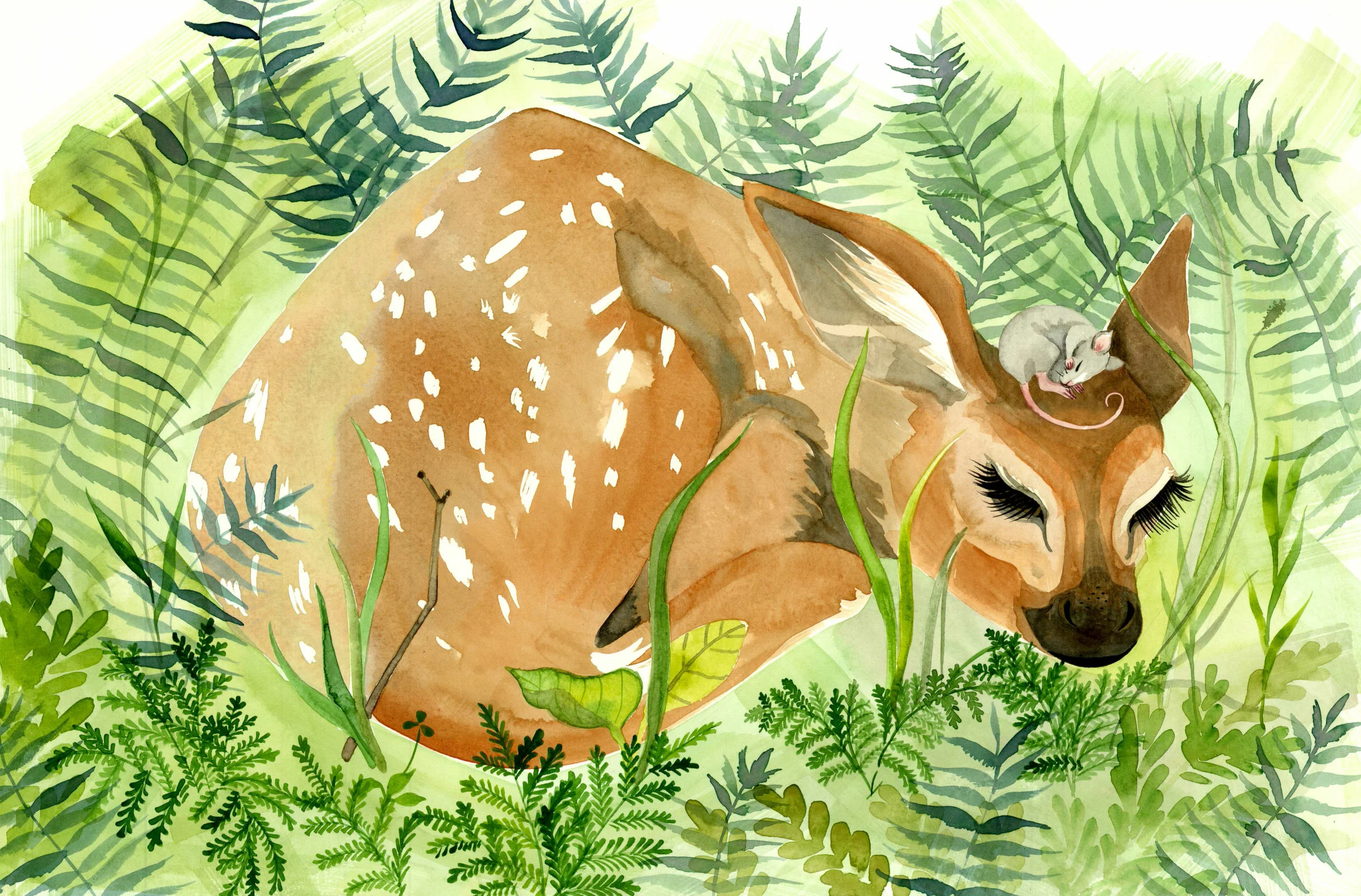 fawn+full+spread.jpg