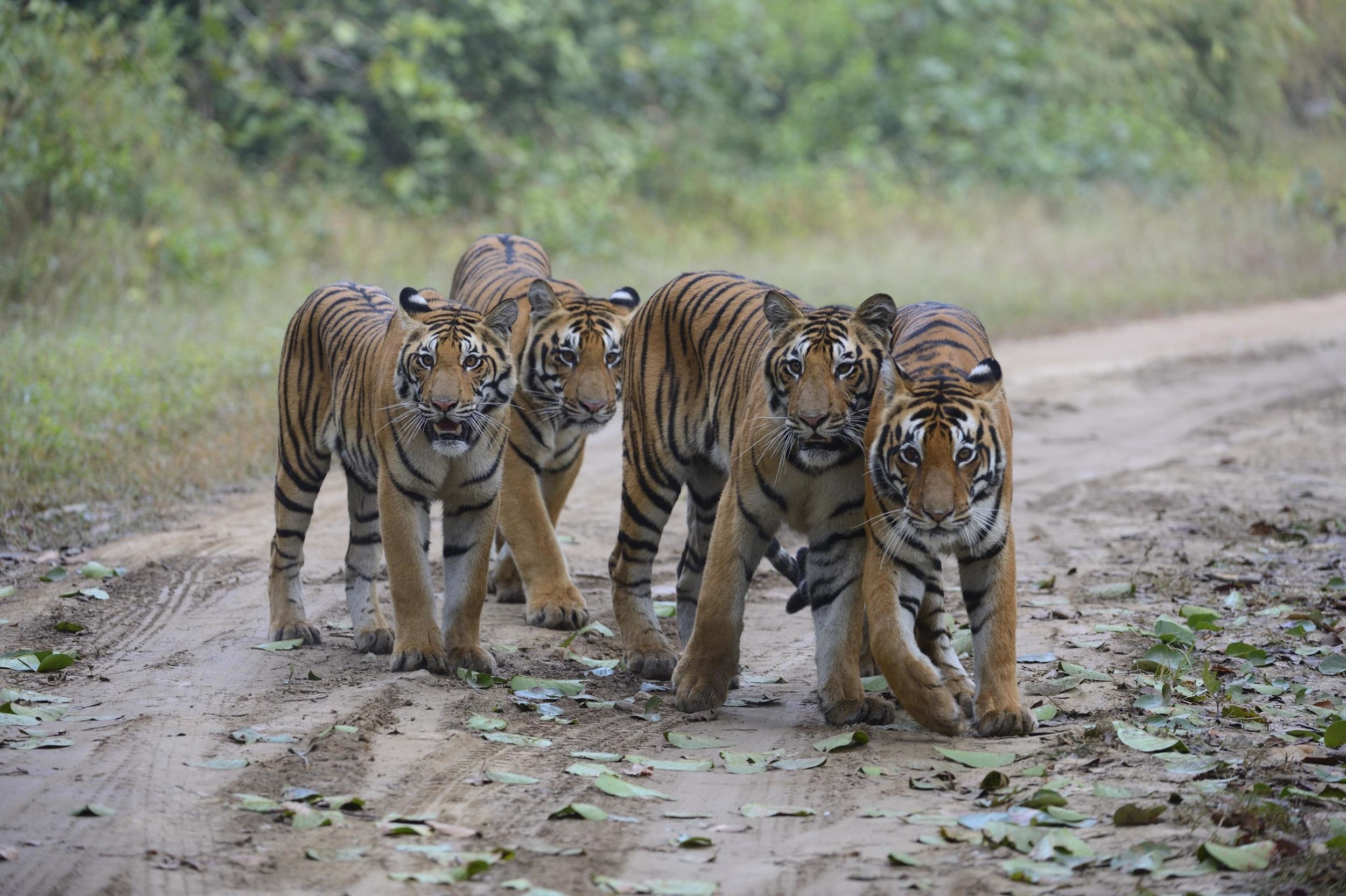 Safaris in Kanha Tiger Reserve