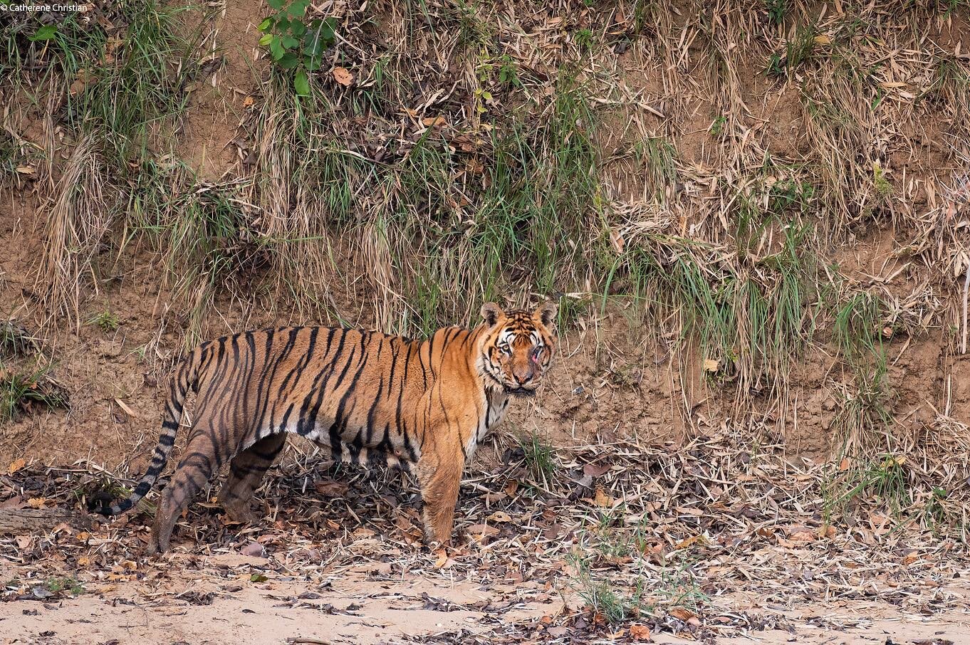 An EXTRAORDINARY sighting by @rajangurung3 @aaisa_gurung @catherene.christian and Karan on the walking trail this evening!! Not only the thrill of suddenly finding yourself on foot in the immediate presence of a large male tiger BUT the astounding re