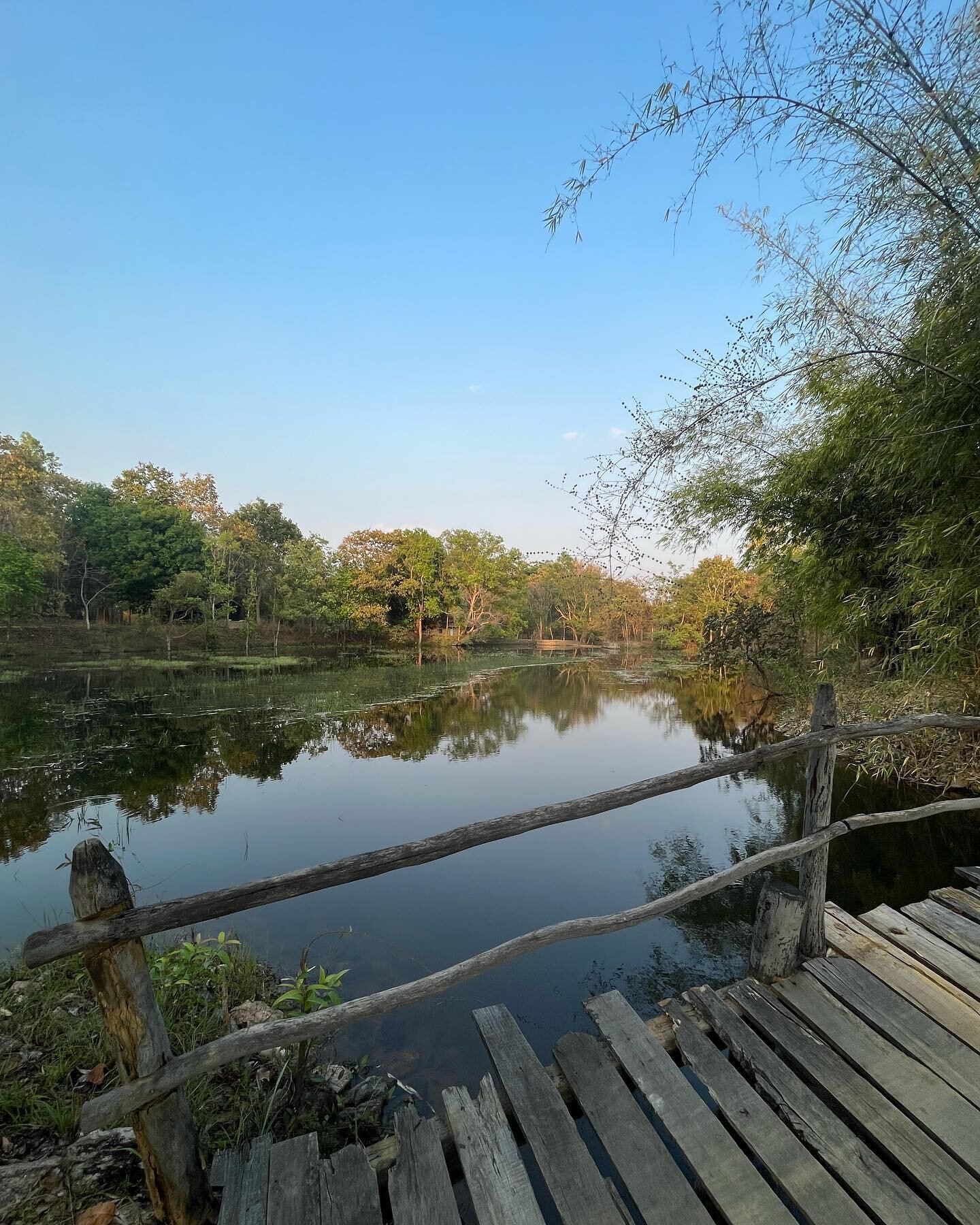 Walking over the trip-trap bridge at 5:30pm at the end of March. 
 
#peacefulevening #gentlelight #watereverywhere #triptrapbridge #lifeatajunglecamp #indianjungle #forestlife #middleindia #safarilodge