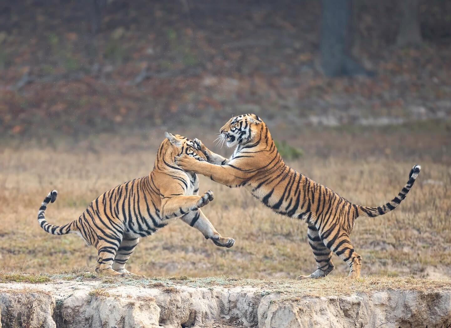 Encountering DJ&rsquo;s lively cubs playing around is an experience that many have enjoyed this season. Now 16 months old, we are eagerly awaiting a summer that promises even more incredible sightings as these young tigers continue to grow bigger and