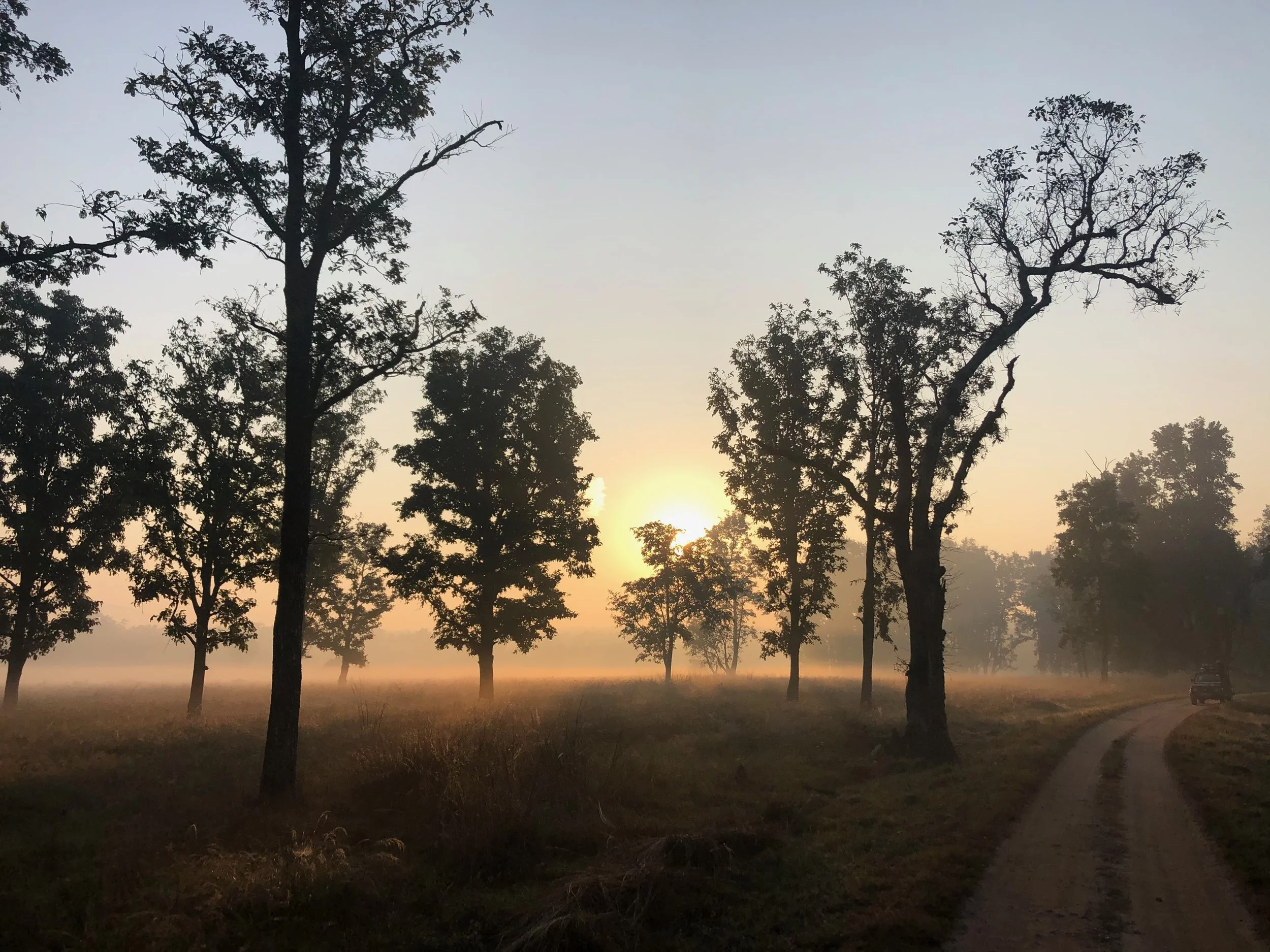 safari through the meadows.jpeg