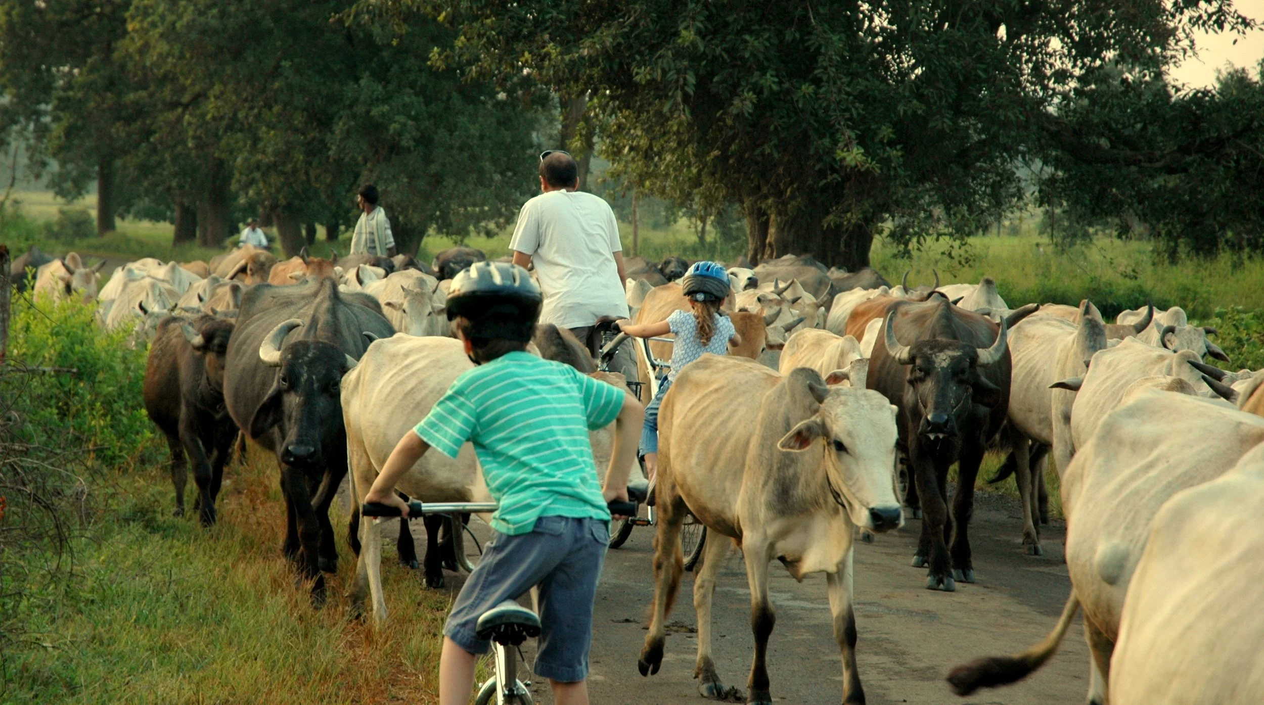 cowherd-bikes.JPG