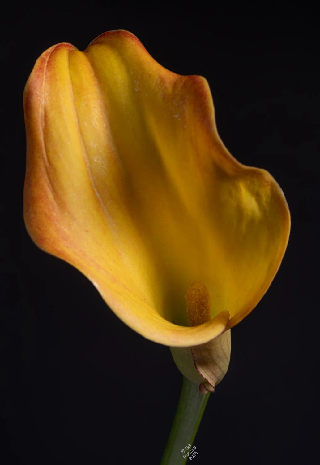 Zantedeschia 'Morning Sun'