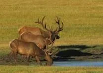 Elk at Mormon Lake.jpg