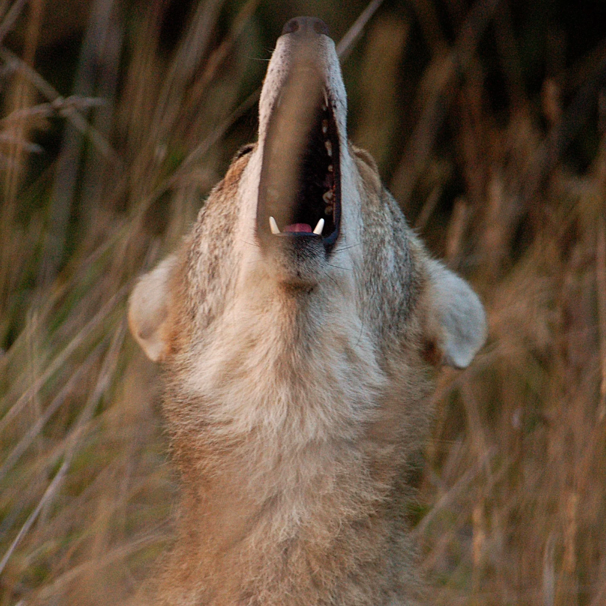 coyote howl.jpg