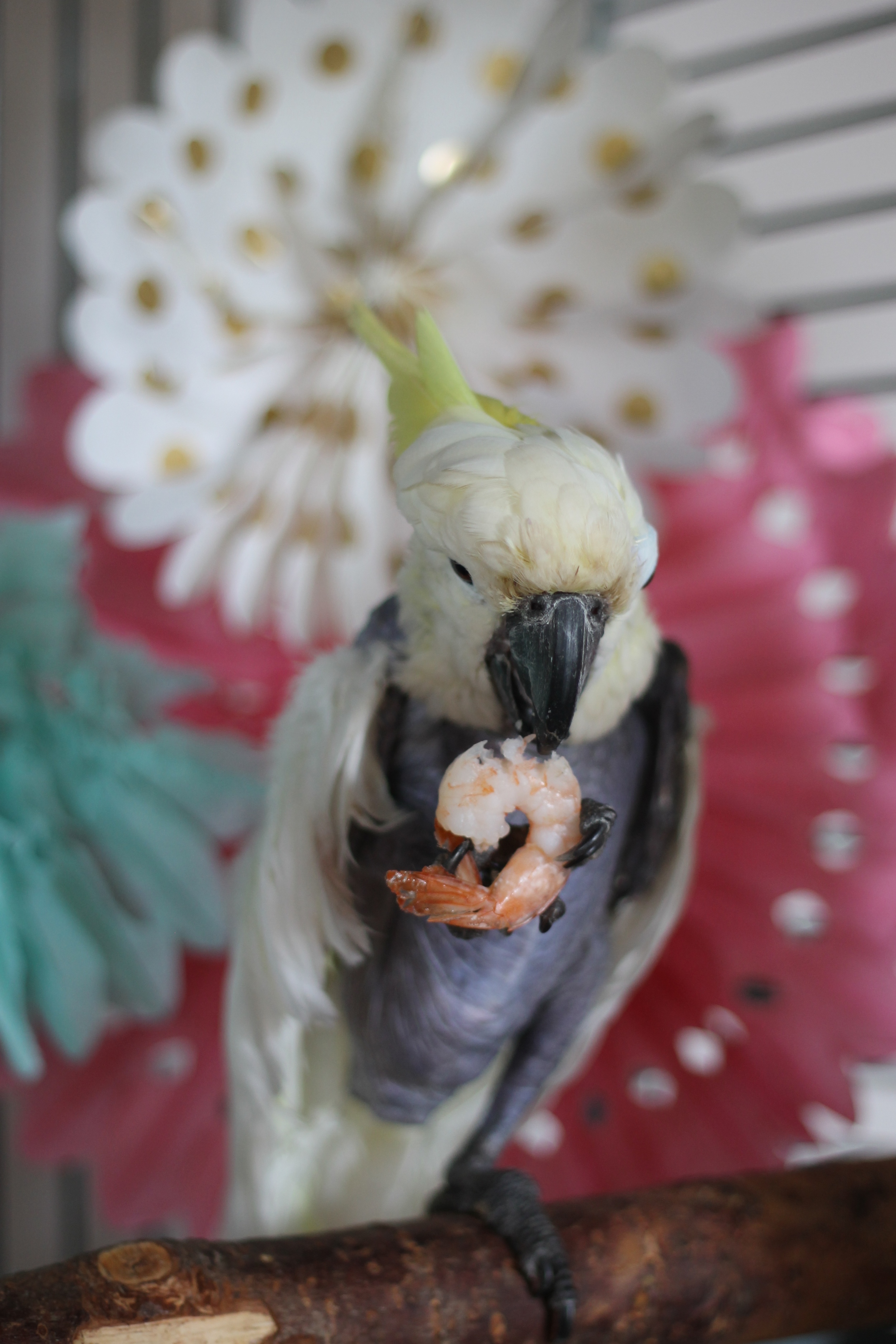 She's a Nekkid, Shrimp Lovin Kind of Gal.