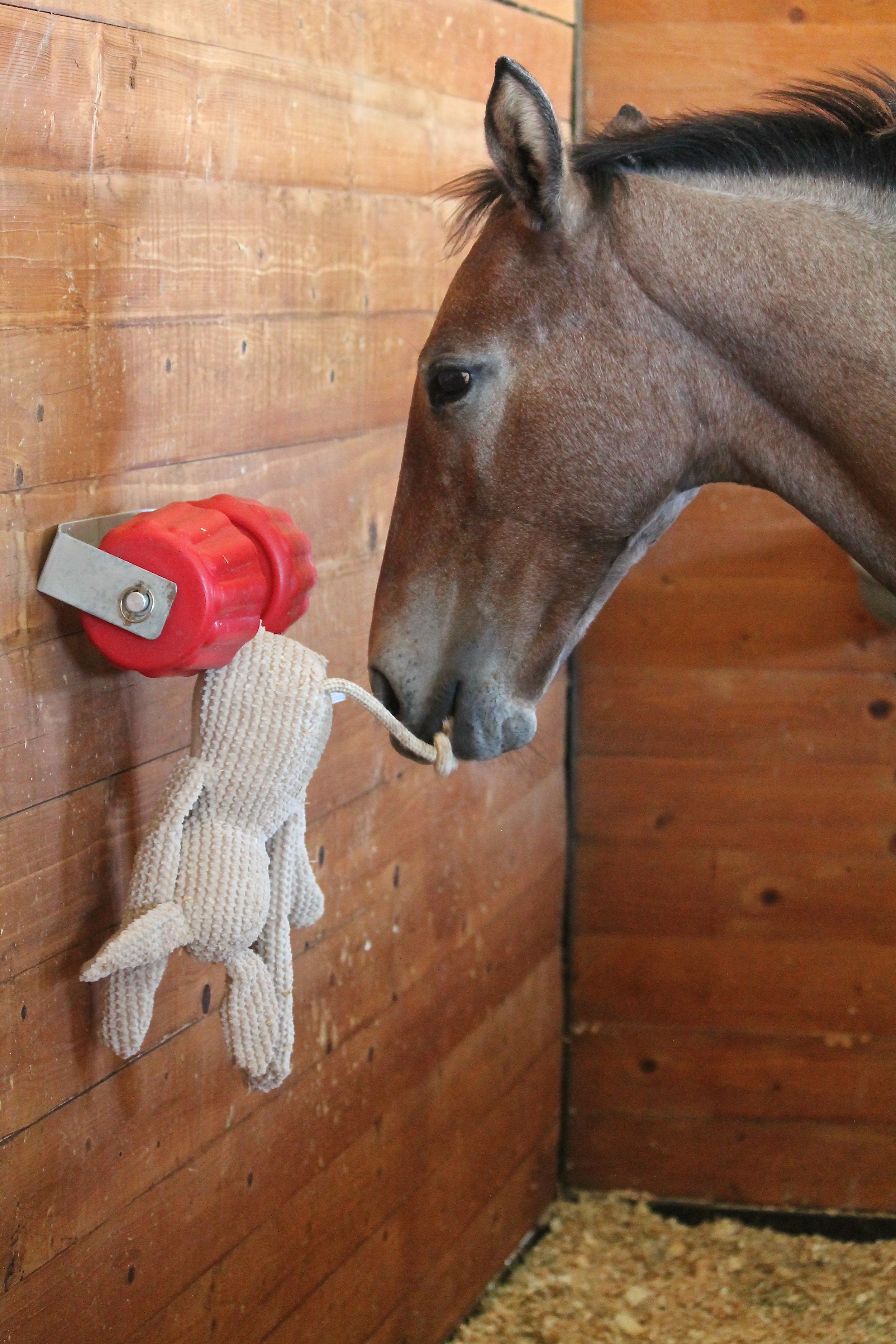 Stall Rest The Buzz On Enrichment