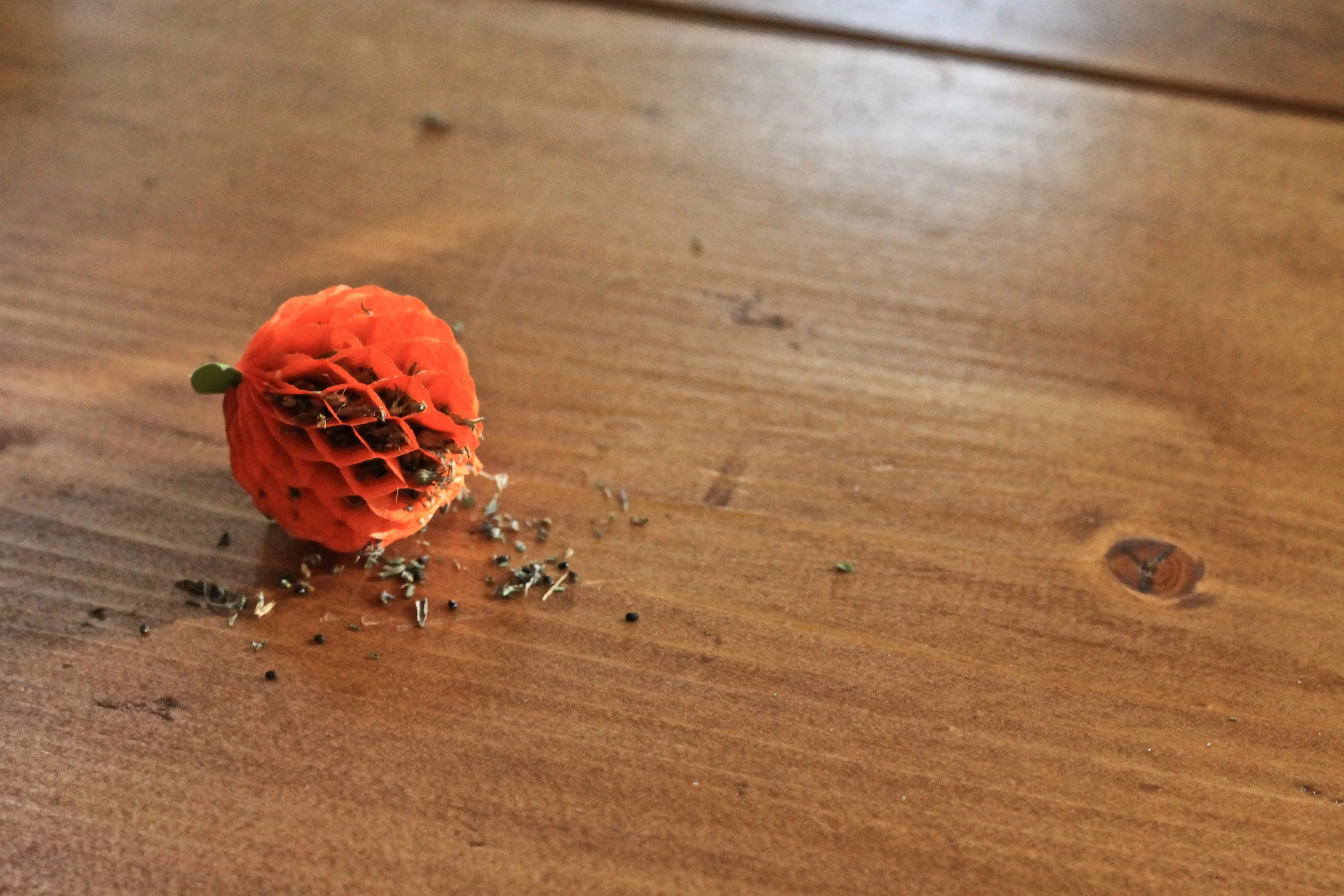 Catnip Pumpkin Lovin