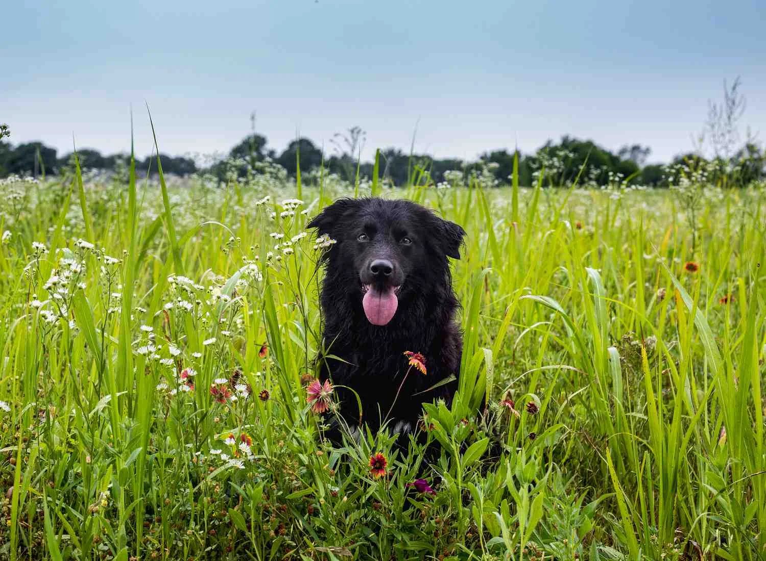 Dog Pet Photo Picture Wichita_0025.jpg