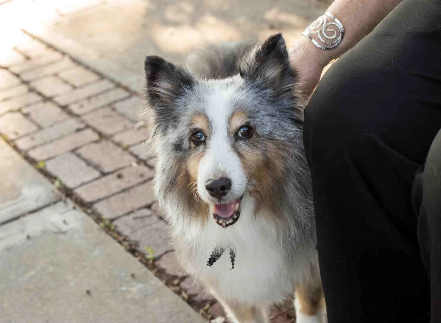 Dog Pet Photo Picture Wichita_0044.jpg