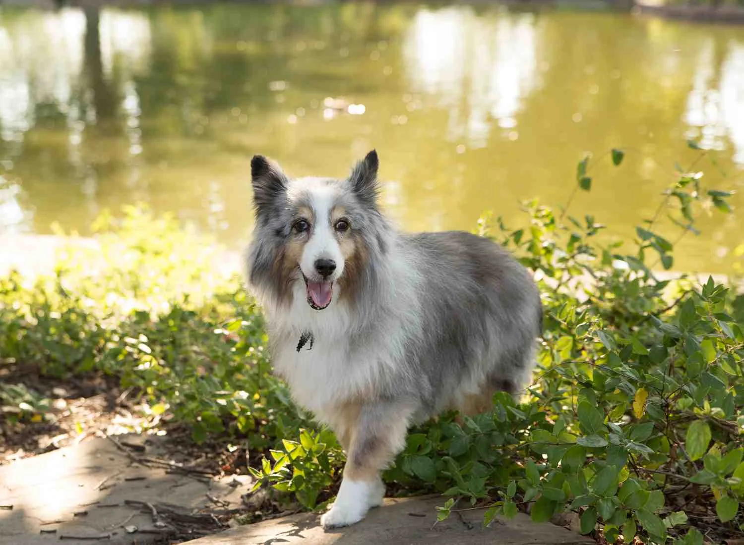 Dog Pet Photo Picture Wichita_0045.jpg