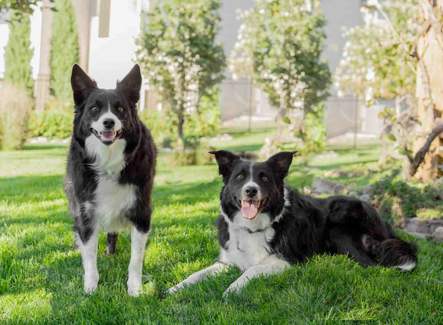 Dog Pet Photo Picture Wichita_0050.jpg