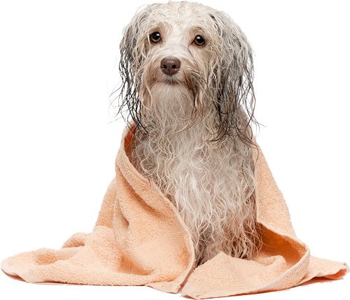 dog bath png