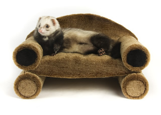 ferret-furniture1.jpg