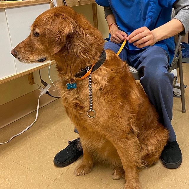 Elvis wants to know if I got his good side in this picture? #isthismygoodside #southernhillsah #weloveourpatients #goldenretriever #heloveseverybody #whatagoodboy