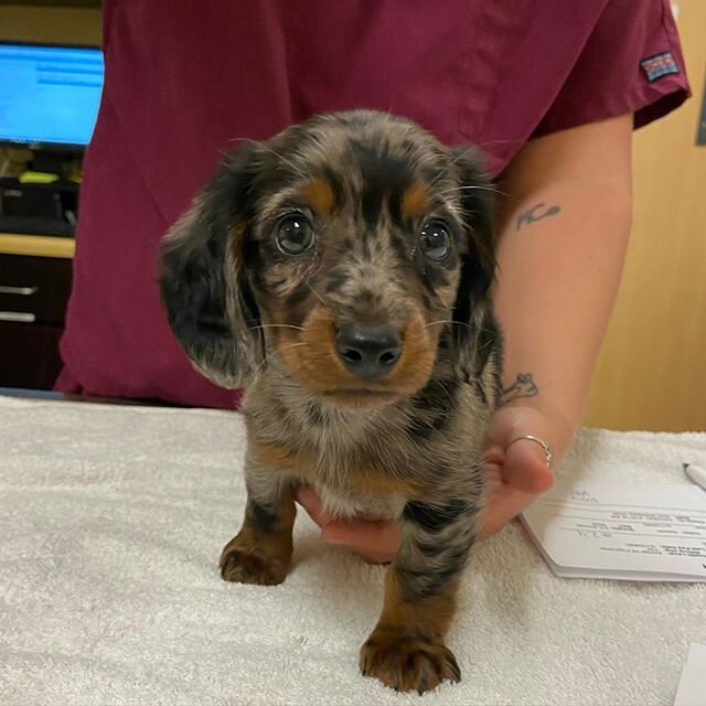 Happy Monday!  Rocky says hi everyone! #southernhillsah #weloveourpatients #dachshund #dachshundpuppy #imsocute