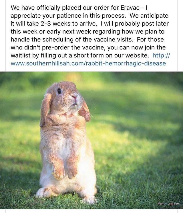 #RHD #rhdv2 #weloveourpatients #southernhillsah #bunnyvaccine