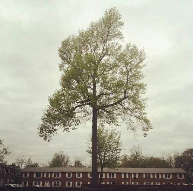 The Candor Arts logo is the large tree standing in front of Matt’s grandma’s apartment in Buffalo, NY. We think it acknowledges the root sources of our work—wood, paper, water, labor, growth, and family.