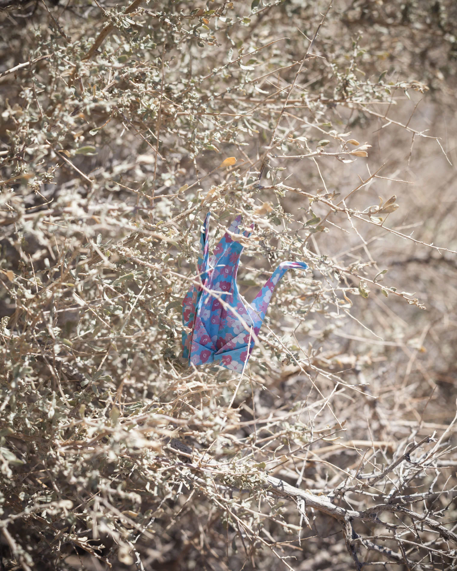 Title: Origami swan in the barren field (Manzanar, California)
