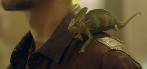 Betfair chameleon.jpg