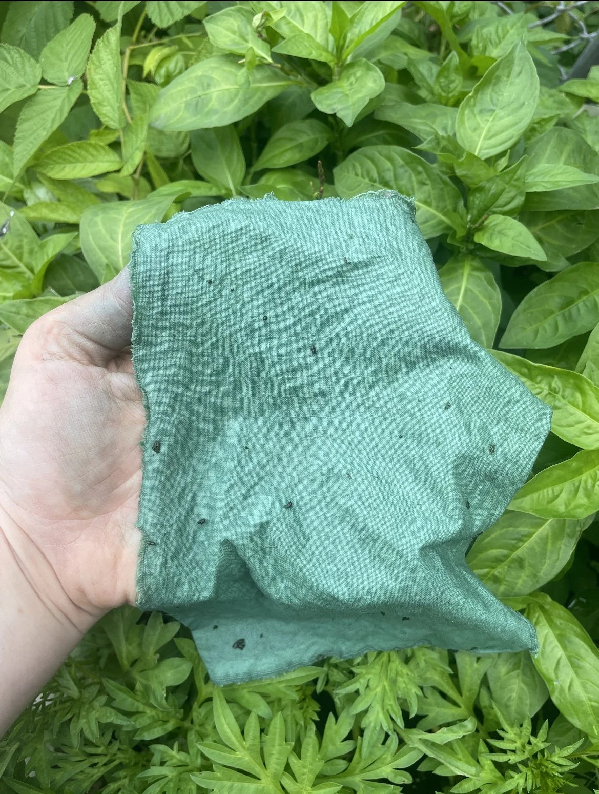 Fresh Indigo Workshop- Saturday, July 11th, 10:30 AM- 1 PM